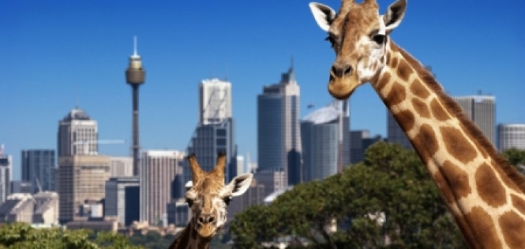 Zapstars Productions meets Taronga Zoo